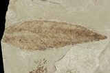 Leaf and Flower Fossil - Green River Formation, Utah #101672-1
